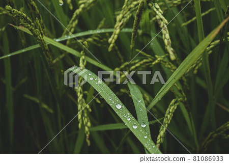 八月多雨的稻田 滴水滴下水稻種植特寫 b-2 暖色啞光感 81086933