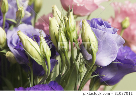 Eustoma flower, close up shot 81087011