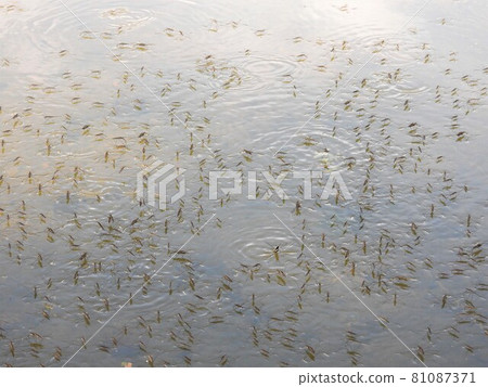 A flock of water striders that cover the surface of the water 81087371