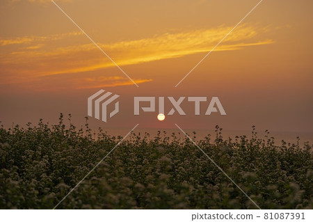 日落和植物 81087391