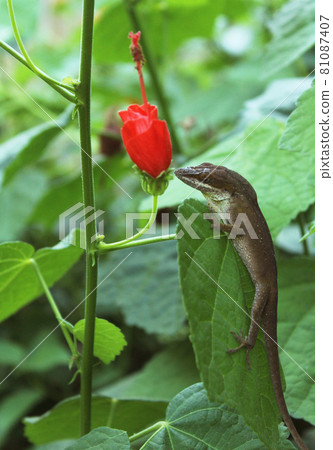 Green Anole Lizard Anolis carolinensis on Red Turks Cap Bush - Malvaviscus arboreus Green Anole Lizard Anolis carolinensis on Red Turks Cap Bush - Malvaviscus arboreus 81087407