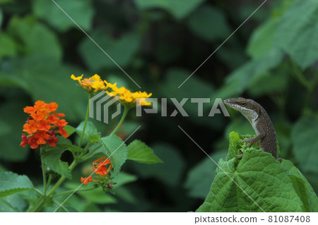 Green Anole Lizard Anolis carolinensis on Lantana Flower, Shallow DOF 81087408