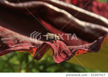 Dragon Arum - Dracunculus vulgaris or Dragon Lily Growing in Garden 81087427