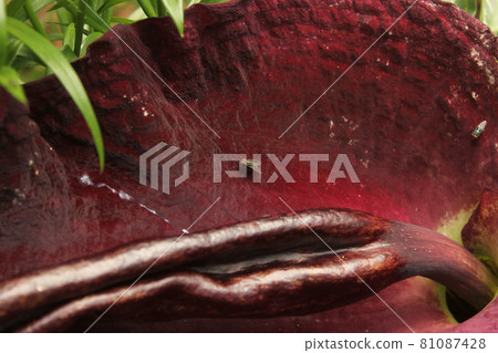 Dragon Arum - Dracunculus vulgaris or Dragon Lily Growing in Garden 81087428
