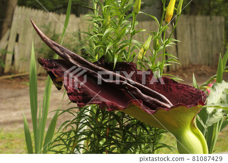 Dragon Arum - Dracunculus vulgaris or Dragon Lily Growing in Garden 81087429