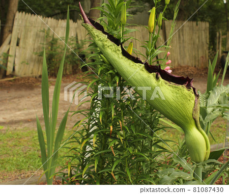 Dragon Arum - Dracunculus vulgaris or Dragon Lily Growing in Garden 81087430