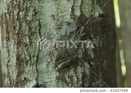 Gray Tree Frog Hyla chrysoscelis on pine tree in Eastern Texas 81087489
