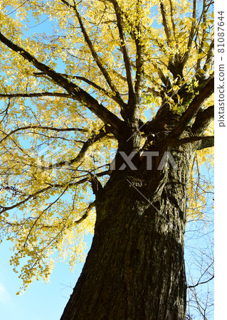 藍天和銀杏樹 81087644