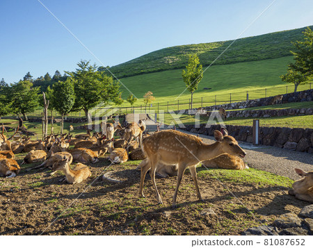 [Nara Park] A flock of deer at the foot of Mt. Wakakusa 81087652