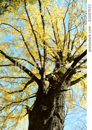 Blue sky and ginkgo tree Blue sky and ginkgo tree 81087653