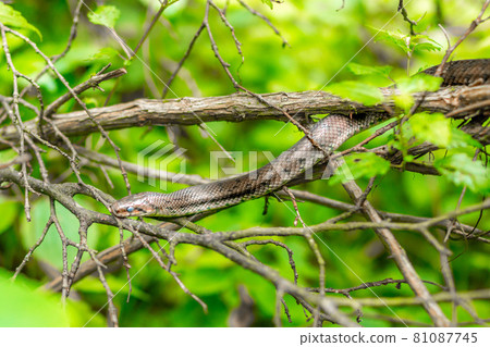 Snake entwined in a tree 81087745