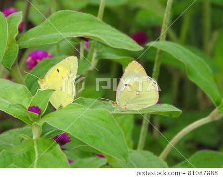 A pair of Colias erate (male on the left (yellow): female on the right) A pair of Colias erate (male on the left (yellow): female on the right) 81087888