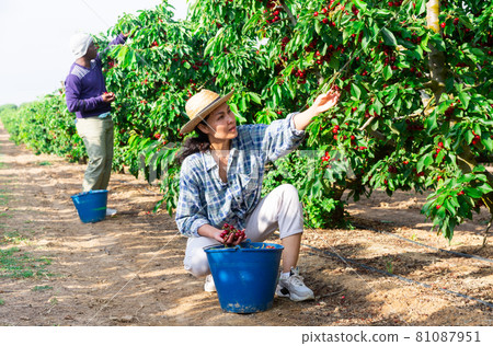 People picking cherry People picking cherry 81087951