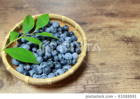 藍莓收穫 藍莓收穫 81088091