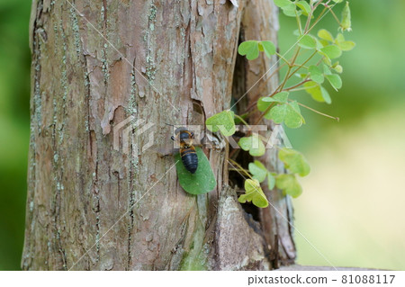 A bee that perches on a tree and carries the cut leaves to its nest A bee that perches on a tree and carries the cut leaves to its nest 81088117