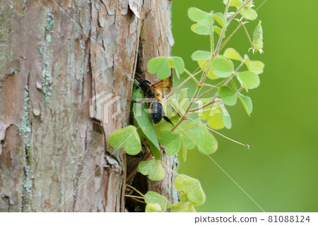 一隻蜜蜂棲息在樹上並將切下的葉子帶到巢中 81088124