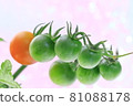 蕃茄 81088178