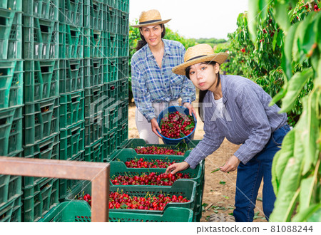 Asian women gardeners filling crates with cherries Asian women gardeners filling crates with cherries 81088244