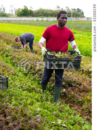 African american man carrying box with gathered red mizuna African american man carrying box with gathered red mizuna 81088249