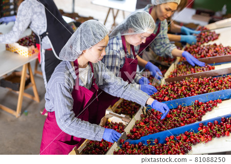 Women working on producing sorting line at fruit warehouse Women working on producing sorting line at fruit warehouse 81088250