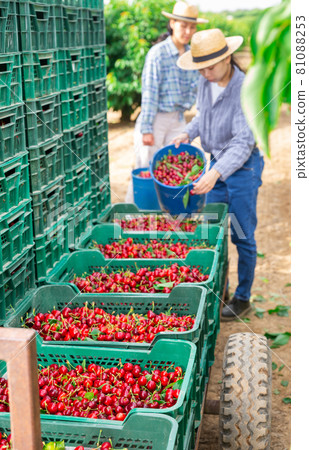 Asian woman working at the farm Asian woman working at the farm 81088253