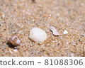 落入海中的貝殼 81088306