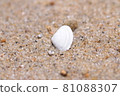 落入海中的貝殼 81088307