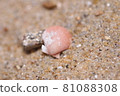 落入海中的貝殼 81088308
