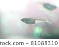青鱂 81088310