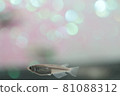 青鱂 81088312
