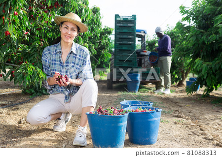 Portrait of woman harvesting ripe cherry on farm 81088313