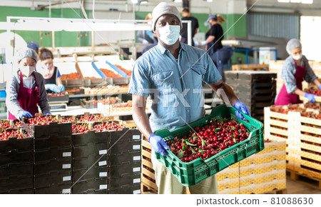 People with crates in cherry warehouse with mask 81088630