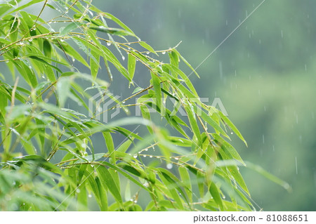 竹葉上的雨季 81088651