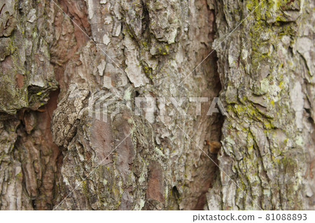 Gray Tree Frog Hyla chrysoscelis on pine tree in Eastern Texas Camoflauged Gray Tree Frog Hyla chrysoscelis on pine tree in Eastern Texas Camoflauged 81088893