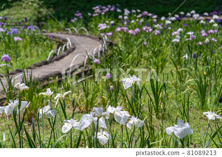 White flower iris in Kameyama Park Shobuen, Kameyama City, Mie Prefecture White flower iris in Kameyama Park Shobuen, Kameyama City, Mie Prefecture 81089213