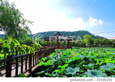 lotus pond, lotus, travel destination, famous place, Jeju, lake, flower bud, summer, flower, 81089299