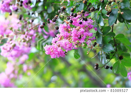 Purple crape myrtle flowers and fruits Purple crape myrtle flowers and fruits 81089327