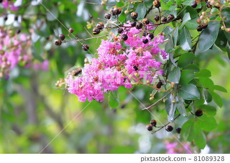Purple crape myrtle flowers and fruits Purple crape myrtle flowers and fruits 81089328