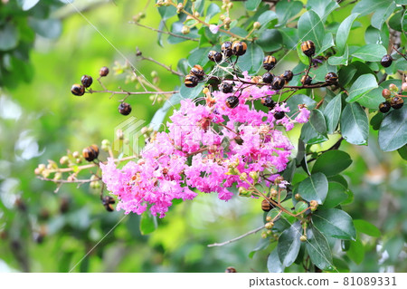 Purple crape myrtle flowers and fruits Purple crape myrtle flowers and fruits 81089331