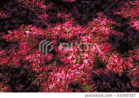 茶梅 茶梅 81089387