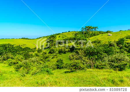 Yamagashira Pasture [Ikitsuki Town, Hirado City, Nagasaki Prefecture] 81089728