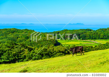 Yamagashira Pasture [Ikitsuki Town, Hirado City, Nagasaki Prefecture] 81089802