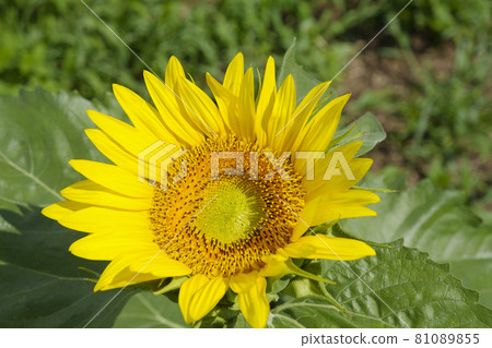 Sunflower field Sunflower field 81089855