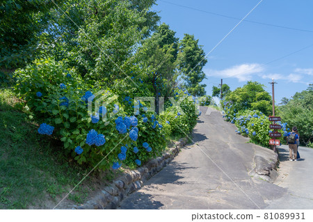 Tsu City, Mie Prefecture, the road where the blue hydrangea blooms in Kazahaya no Sato Tsu City, Mie Prefecture, the road where the blue hydrangea blooms in Kazahaya no Sato 81089931
