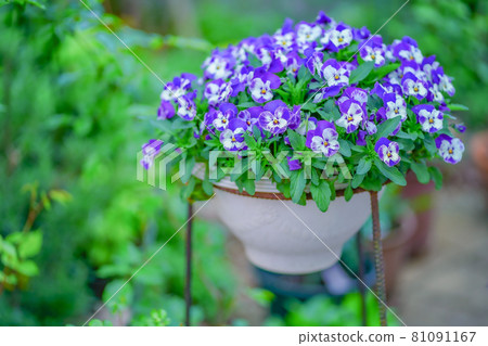 Viola gardening Viola gardening 81091167