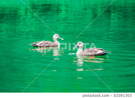 一對鴨子在水面上游泳 81091303