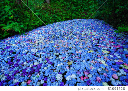 繡球池陸奧繡球花園岩手縣一關市 81091328