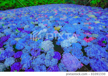 繡球池陸奧繡球花園岩手縣一關市 81091330