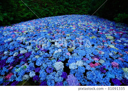 繡球池陸奧繡球花園岩手縣一關市 81091335