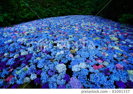 繡球池陸奧繡球花園岩手縣一關市 繡球池陸奧繡球花園岩手縣一關市 81091337
